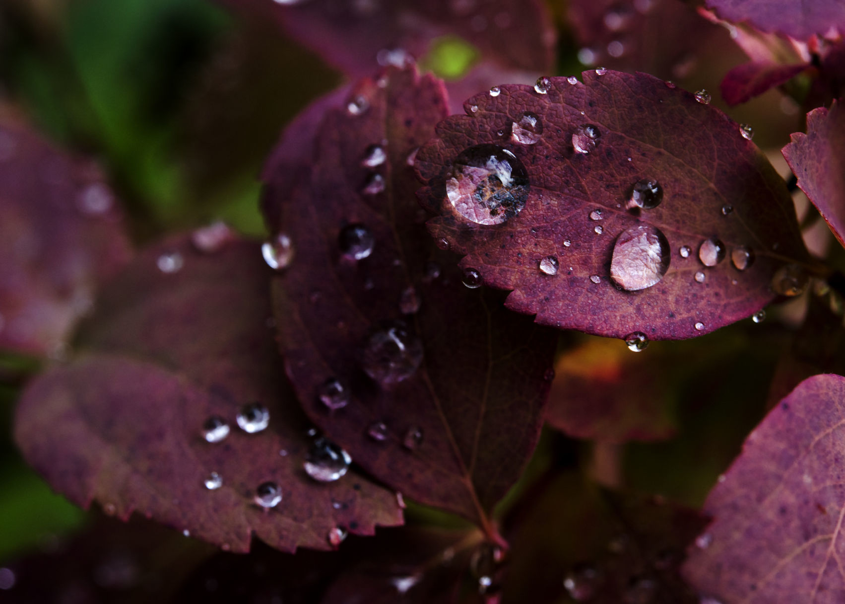 Huckleberry red